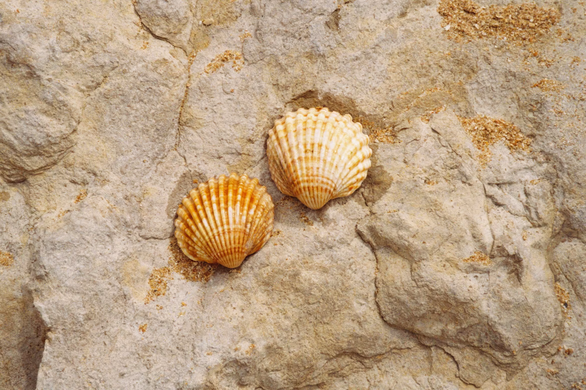 Shells
